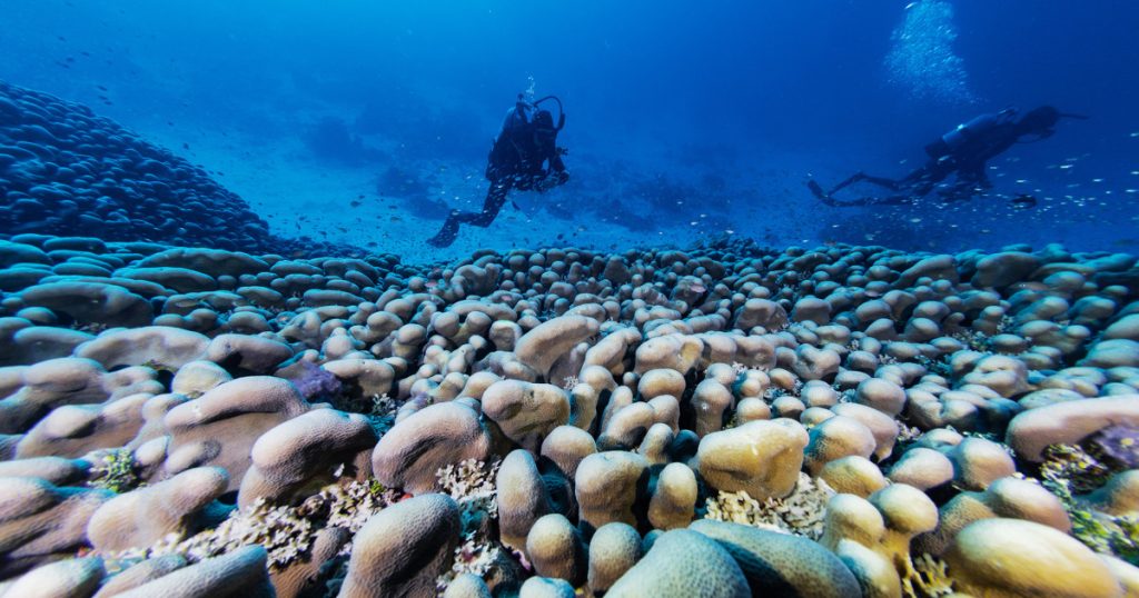 World’s largest coral found in Solomon Islands