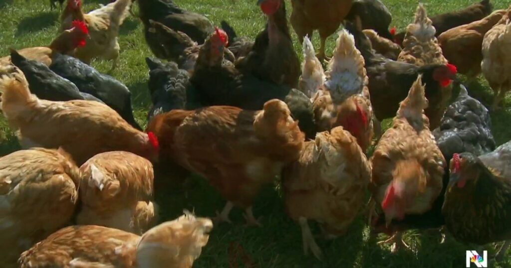 CDC reports first severe case of bird flu in U.S.