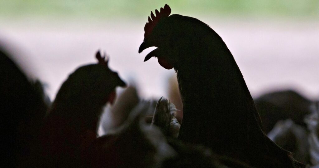 U.S. reports first severe human case of bird flu