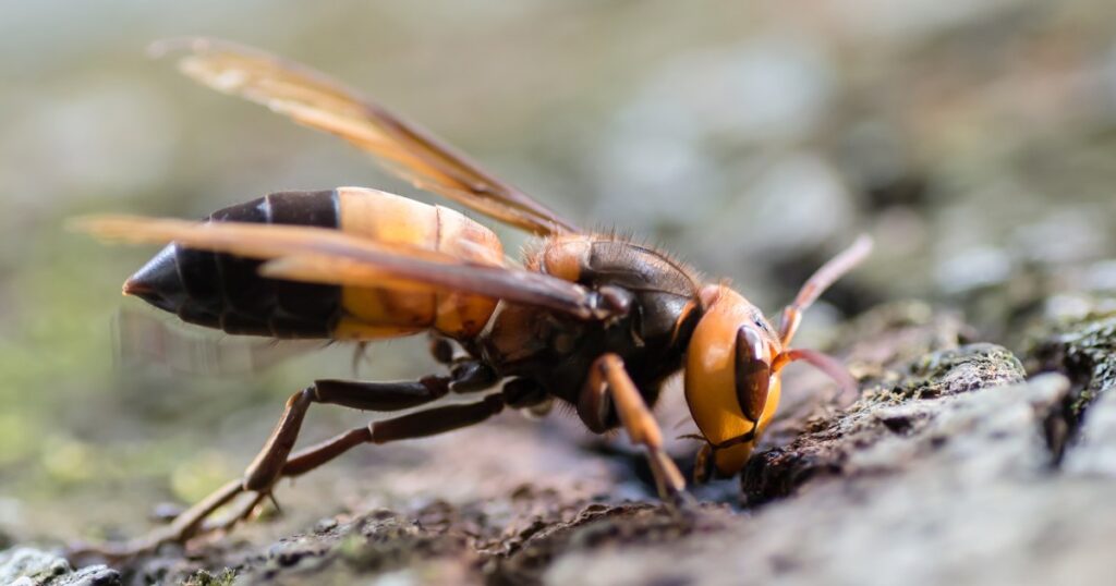 Invasive 'murder hornets' found in Europe for the first time