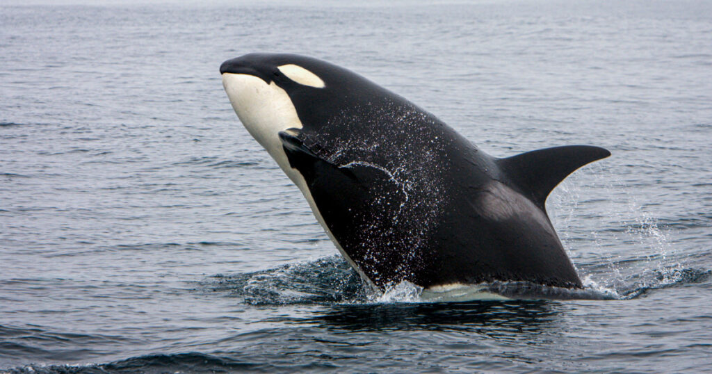 Killer whale spotted balancing a salmon on its head