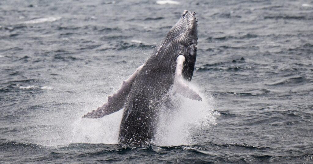 Humpback whale makes record migration to find new breeding grounds