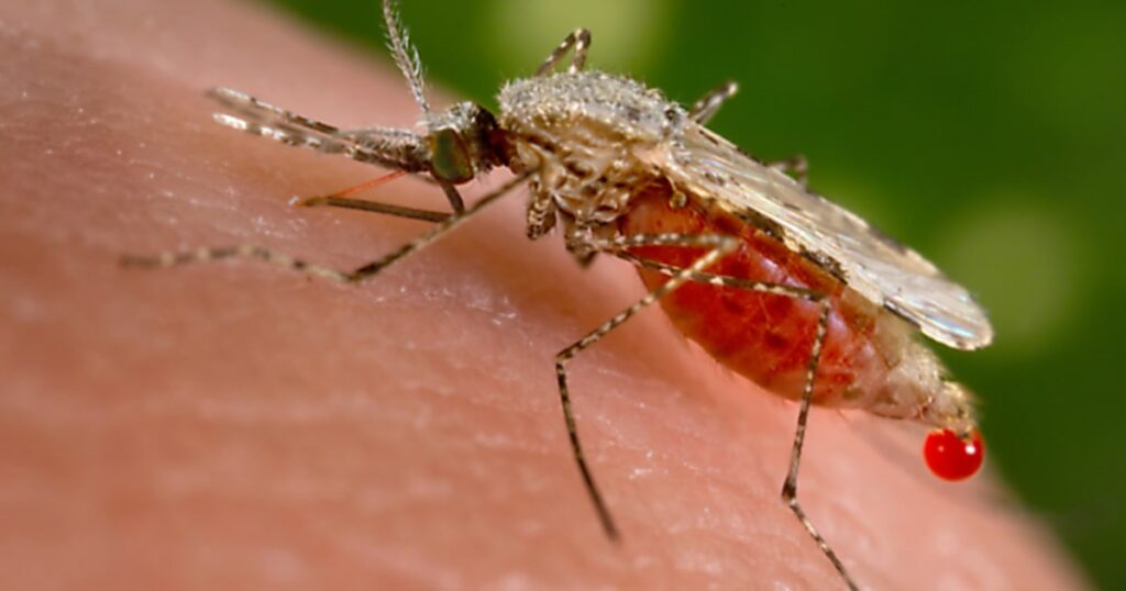 Mystery illness in Congo could be severe malaria