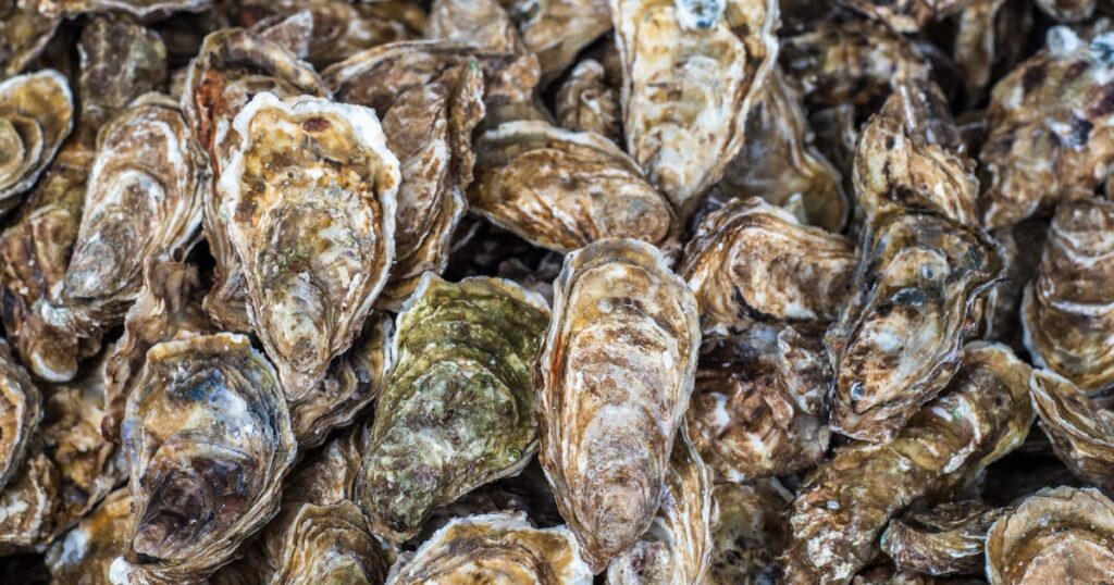 Over 80 sickened after eating raw oysters at Los Angeles restaurant showcase event