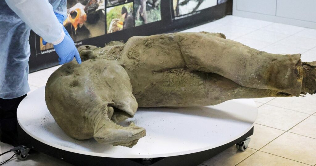 Discovery of 50,000-year-old baby mammoth a big boon to researchers