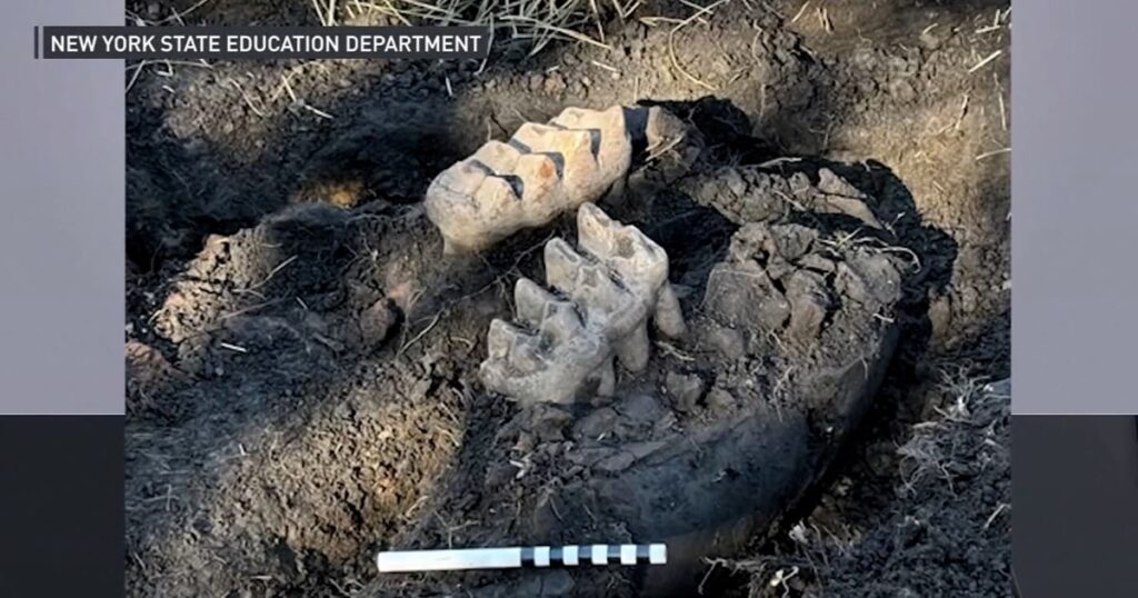 New York man finds complete mastodon jaw in backyard